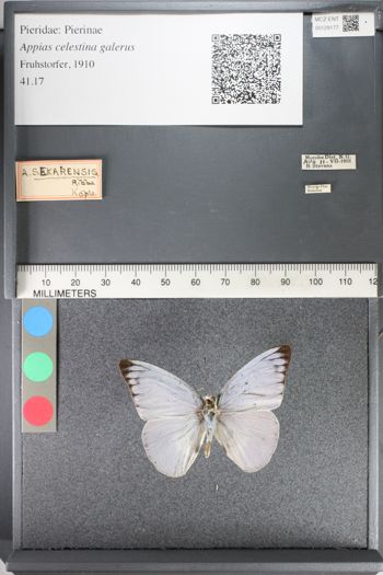 Media type: image;   Entomology 129177